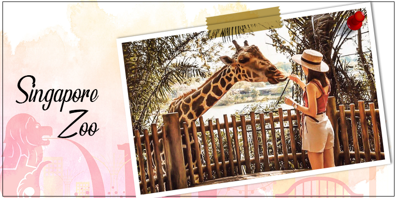 Singapore Zoo